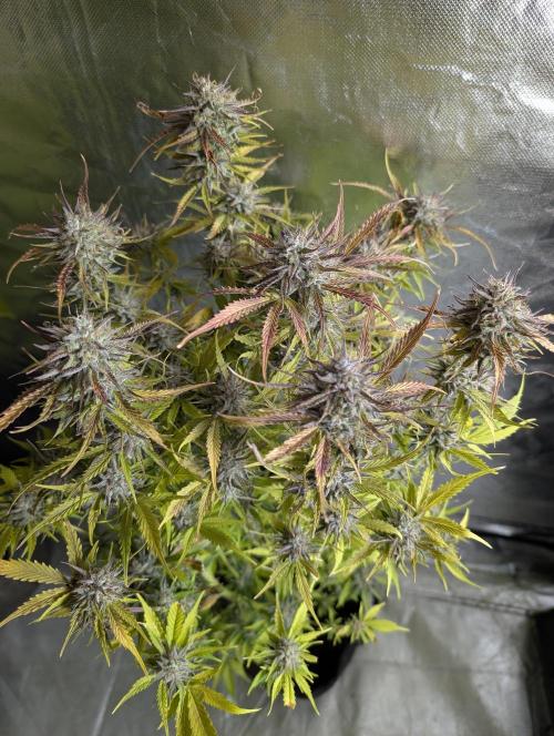 Creamzilla Auto x4. Week 12