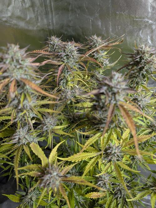 Creamzilla Auto x4. Week 12