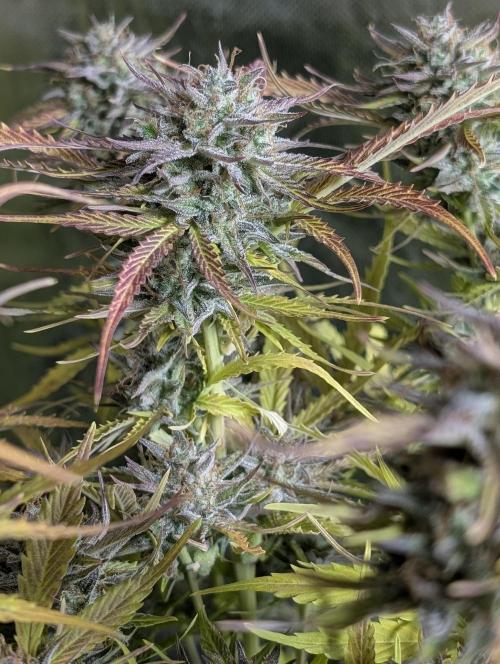 Creamzilla Auto x4. Week 12