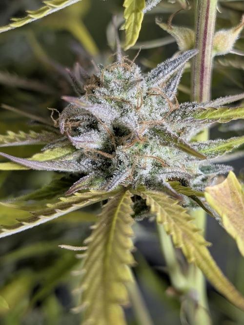 Creamzilla Auto x4. Week 12