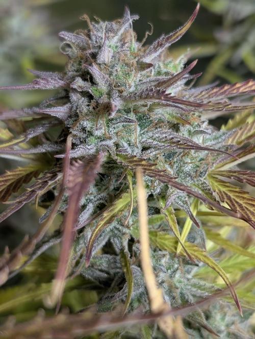 Creamzilla Auto x4. Week 12