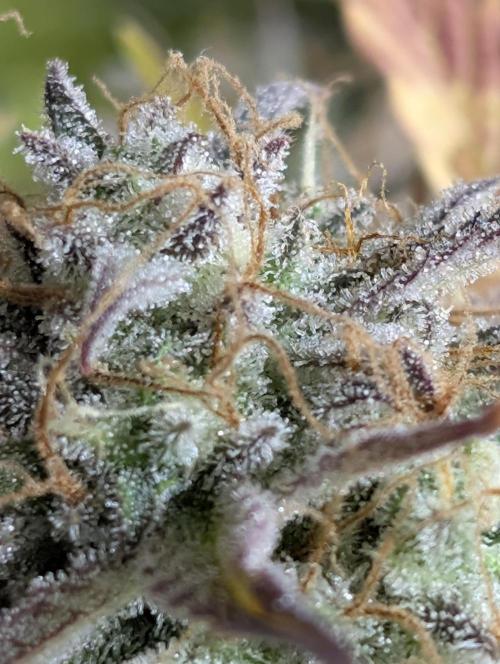 Creamzilla Auto x4. Week 12