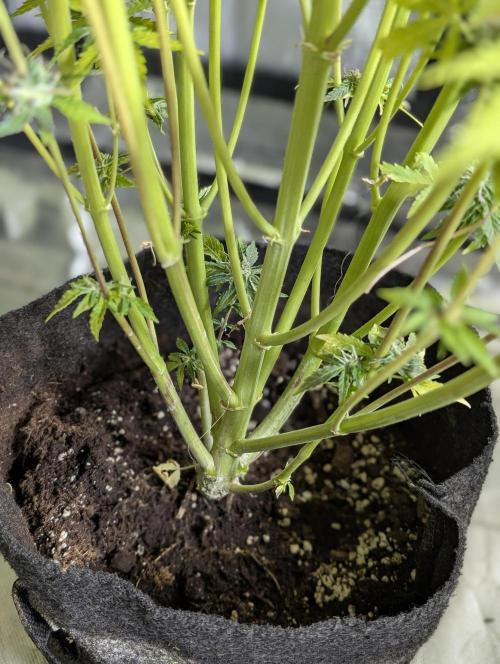 Creamzilla Auto x4. Week 12