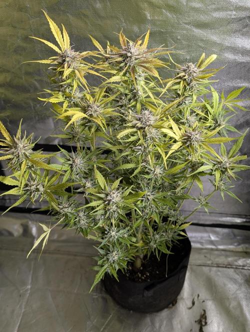 Creamzilla Auto x4. Week 12 - N2