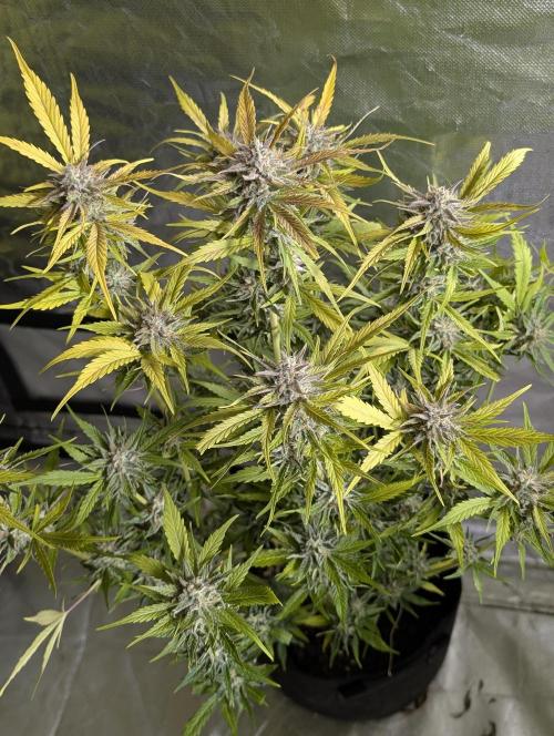 Creamzilla Auto x4. Week 12