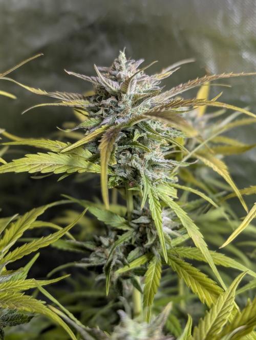 Creamzilla Auto x4. Week 12