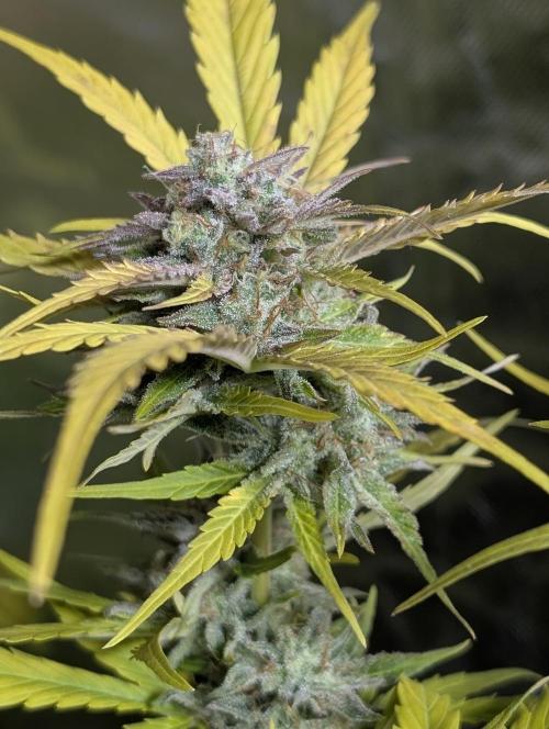 Creamzilla Auto x4. Week 12