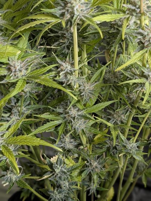 Creamzilla Auto x4. Week 12