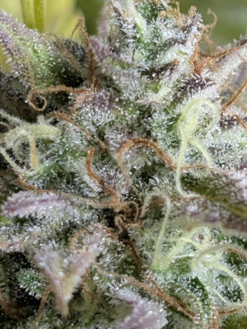 Creamzilla Auto x4. Week 12