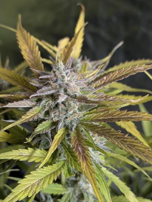 Creamzilla Auto x4. Week 12