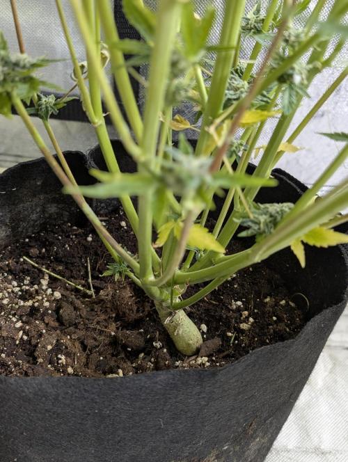 Creamzilla Auto x4. Week 12