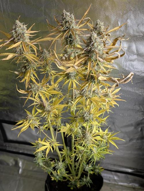 Creamzilla Auto x4. Week 12 - N3
