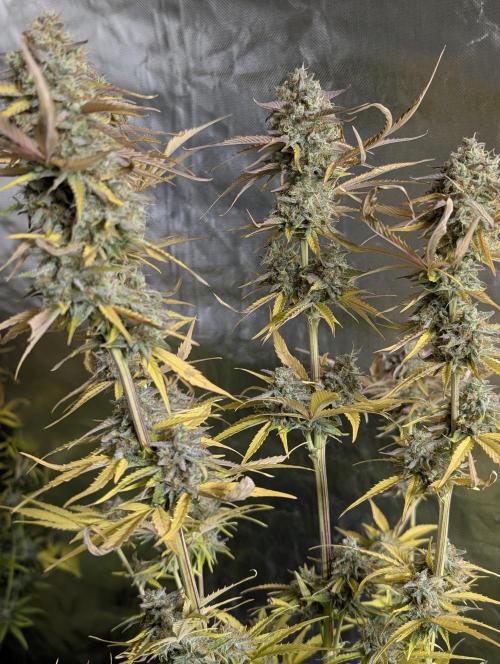 Creamzilla Auto x4. Week 12