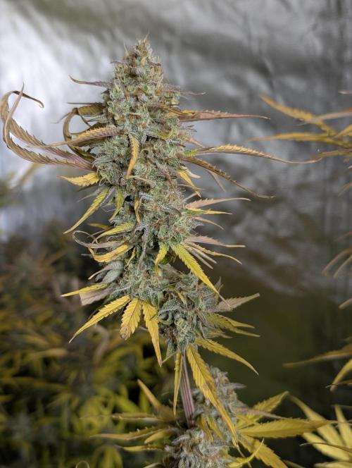 Creamzilla Auto x4. Week 12