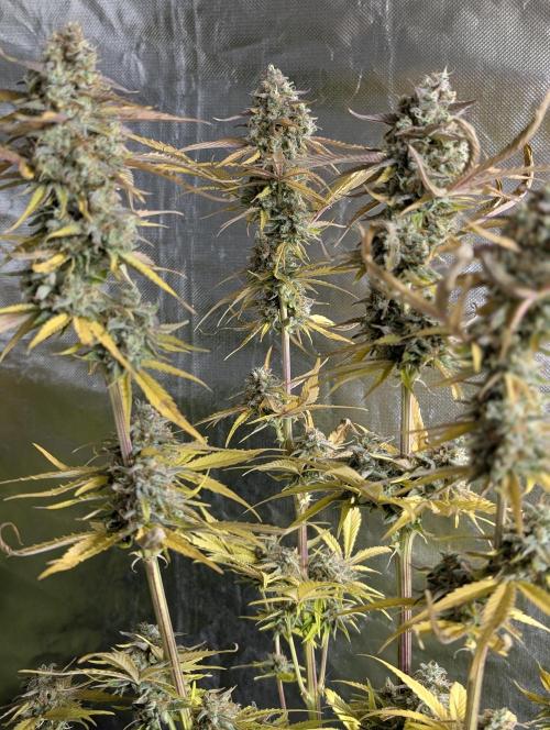 Creamzilla Auto x4. Week 12