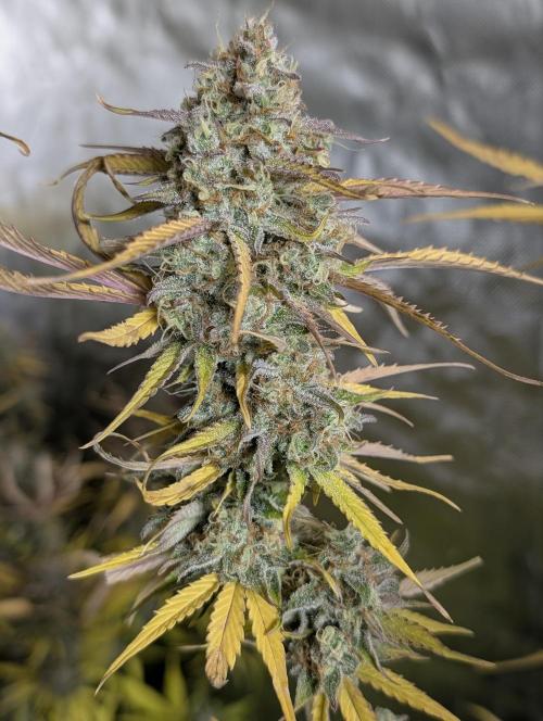 Creamzilla Auto x4. Week 12