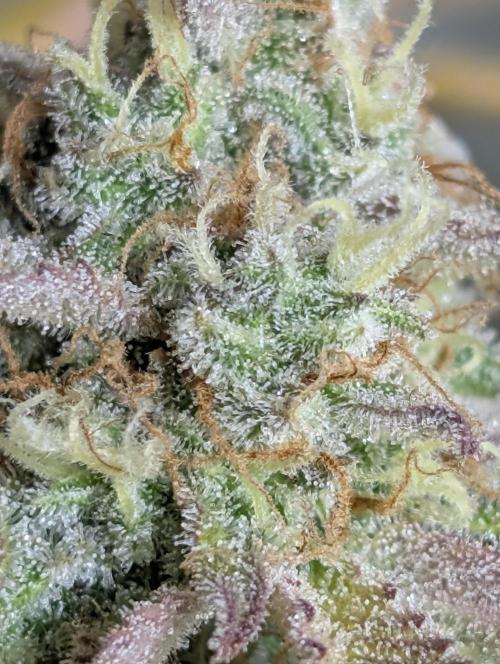 Creamzilla Auto x4. Week 12