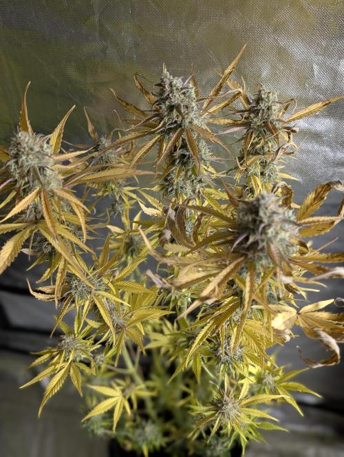 Creamzilla Auto x4. Week 12