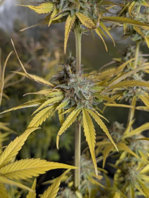 Creamzilla Auto x4. Week 12