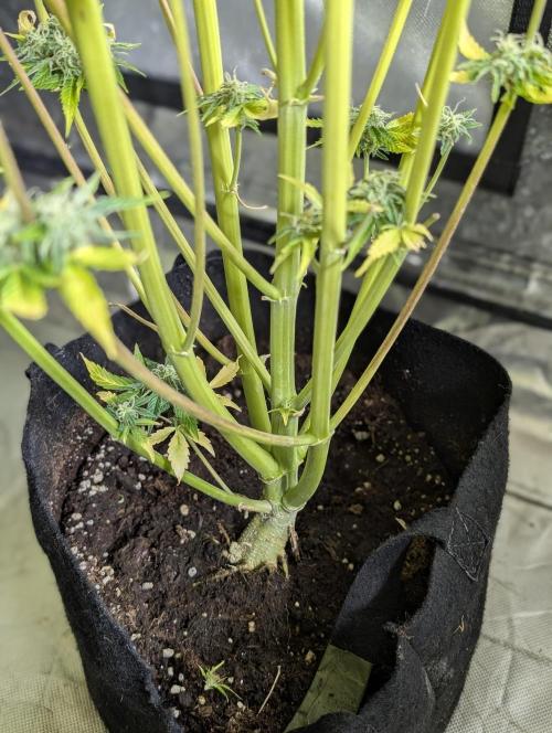 Creamzilla Auto x4. Week 12