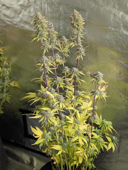 Creamzilla Auto x4. Week 12 - N4