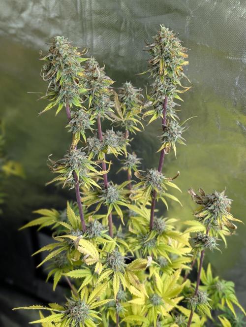 Creamzilla Auto x4. Week 12