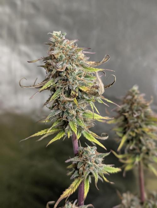 Creamzilla Auto x4. Week 12