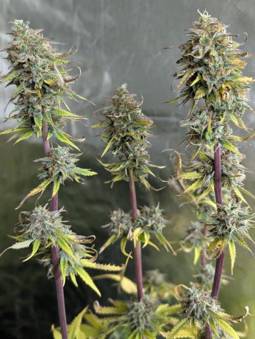 Creamzilla Auto x4. Week 12