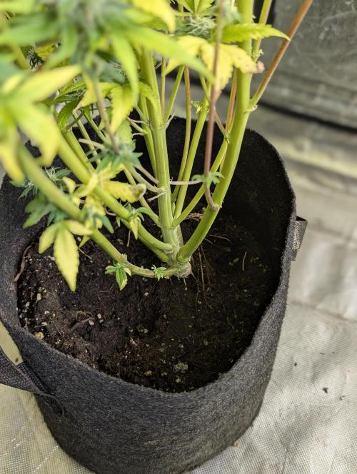 Creamzilla Auto x4. Week 12