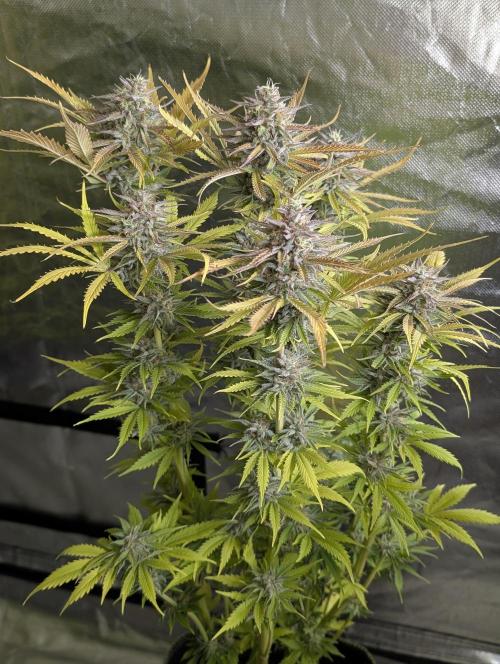 Creamzilla Auto x3. Week 12 - N1