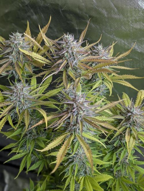 Creamzilla Auto x3. Week 12