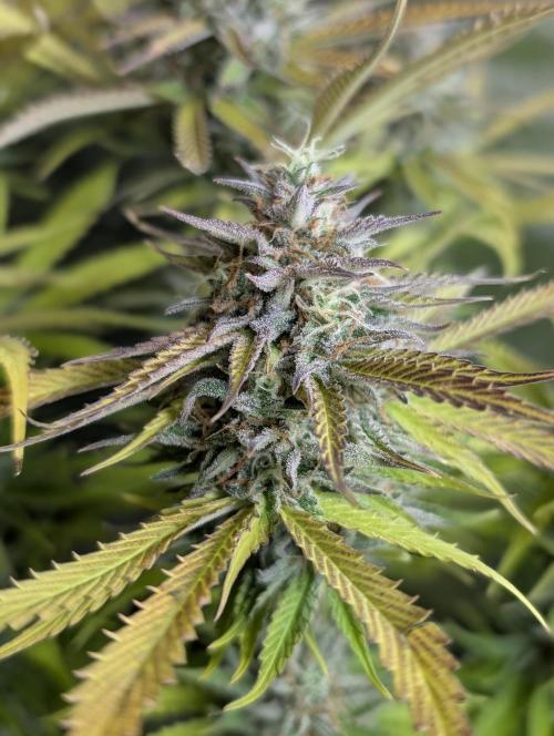 Creamzilla Auto x3. Week 12