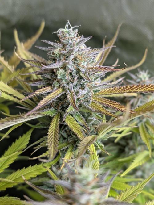 Creamzilla Auto x3. Week 12