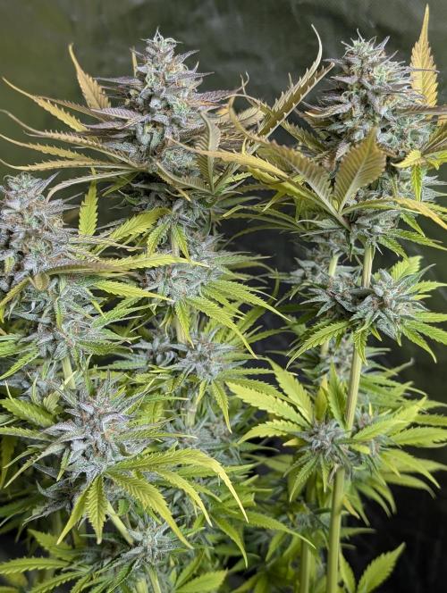 Creamzilla Auto x3. Week 12