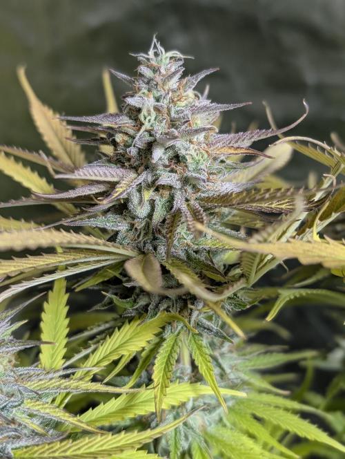 Creamzilla Auto x3. Week 12