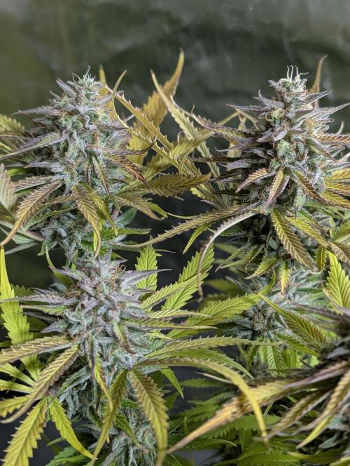 Creamzilla Auto x3. Week 12