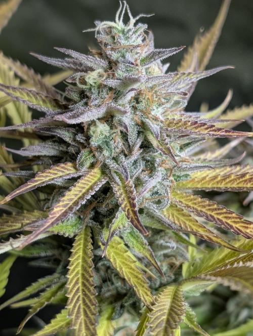 Creamzilla Auto x3. Week 12