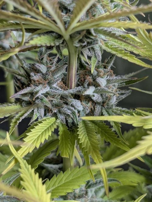 Creamzilla Auto x3. Week 12