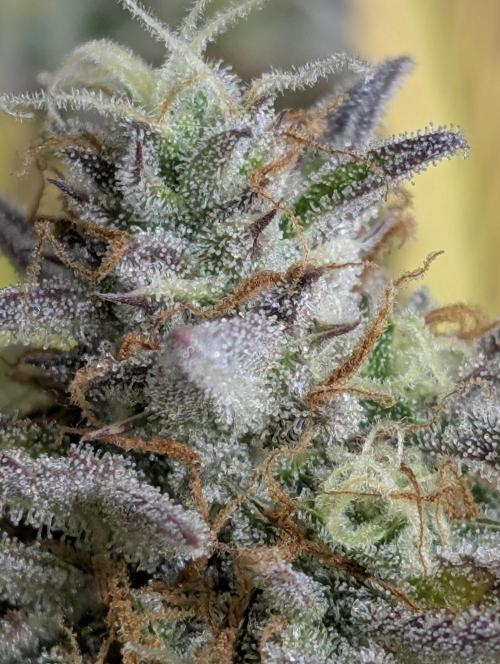 Creamzilla Auto x3. Week 12