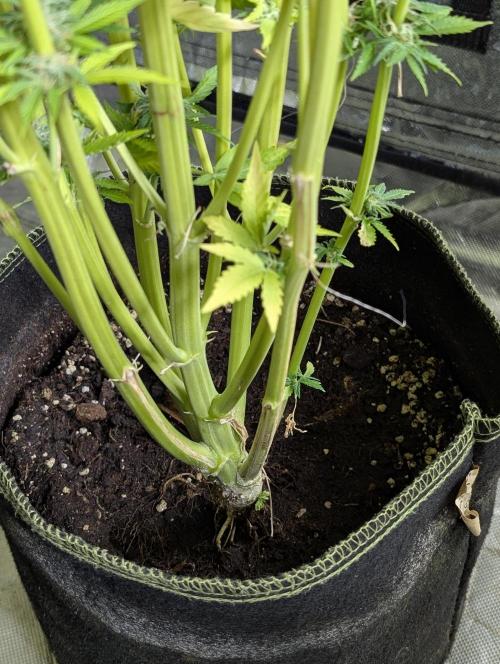 Creamzilla Auto x3. Week 12