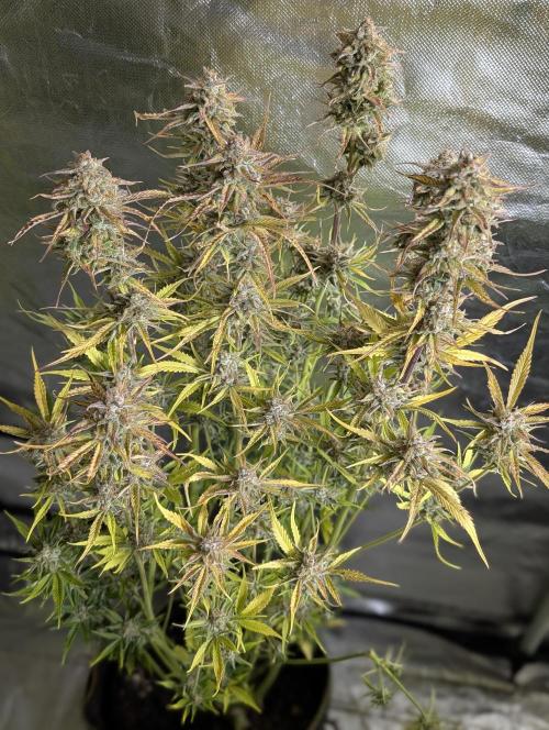 Creamzilla Auto x3. Week 12 - N2