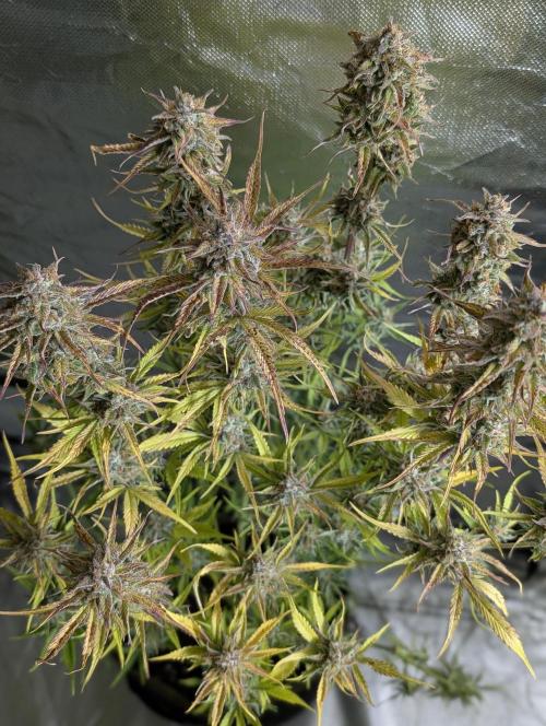 Creamzilla Auto x3. Week 12