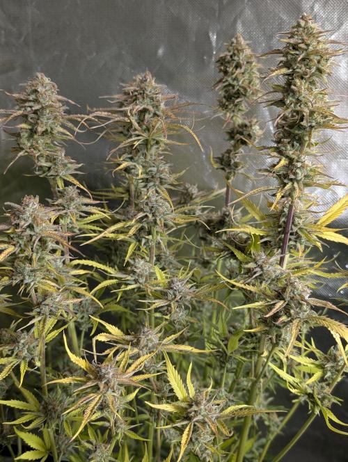 Creamzilla Auto x3. Week 12