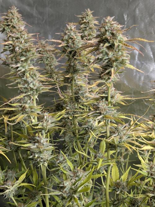 Creamzilla Auto x3. Week 12