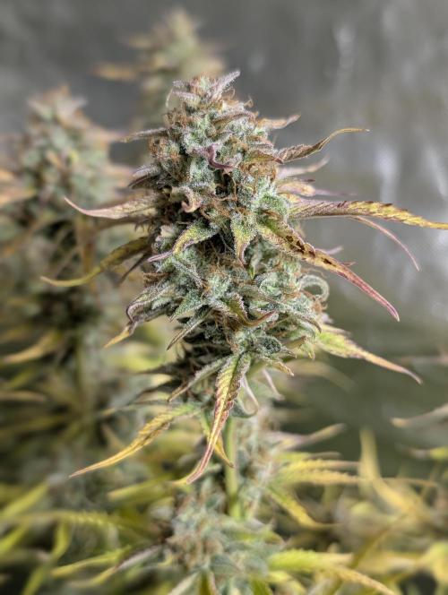 Creamzilla Auto x3. Week 12