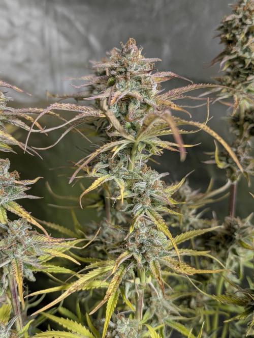 Creamzilla Auto x3. Week 12