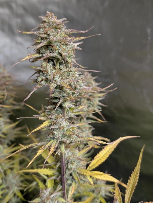 Creamzilla Auto x3. Week 12