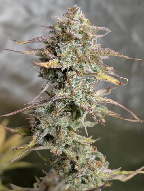 Creamzilla Auto x3. Week 12