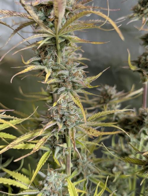 Creamzilla Auto x3. Week 12