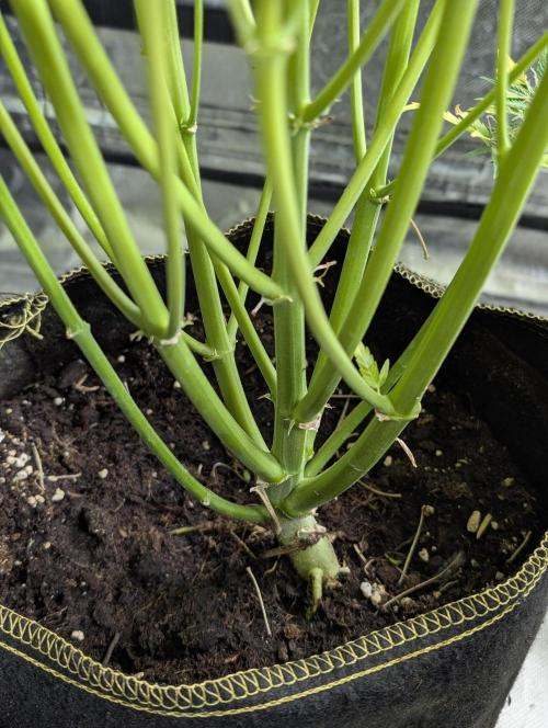 Creamzilla Auto x3. Week 12